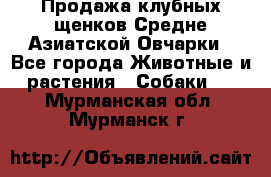 Продажа клубных щенков Средне Азиатской Овчарки - Все города Животные и растения » Собаки   . Мурманская обл.,Мурманск г.